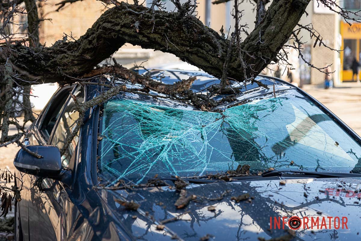 В Днепре на Пастера четырехметровое дерево обрушилось на два автомобиля.  Читайте на UKR.NET