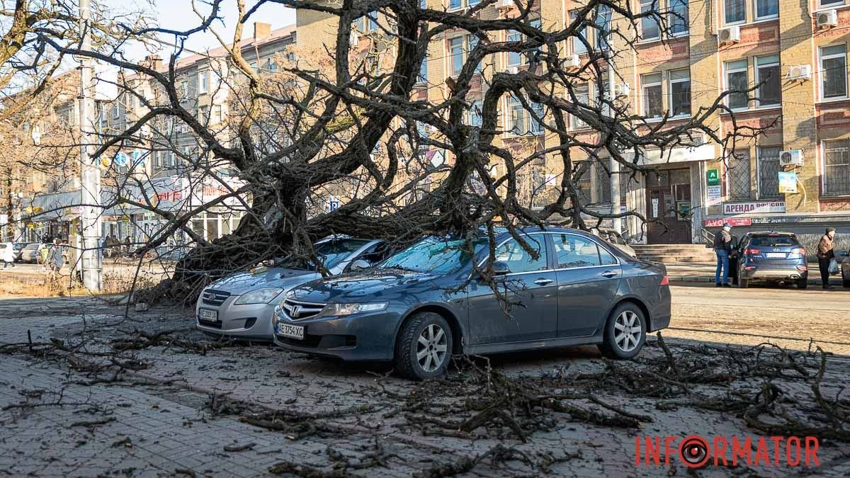 В Днепре на Пастера четырехметровое дерево обрушилось на два автомобиля