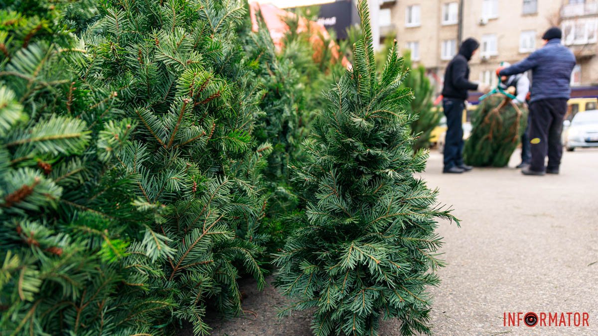До 4 тысяч гривен: где в Днепре уже можно купить елку