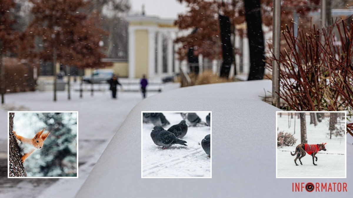 Белочки, собаки, голуби: как выглядит парк Шевченко в Днепре, покрытый снегом