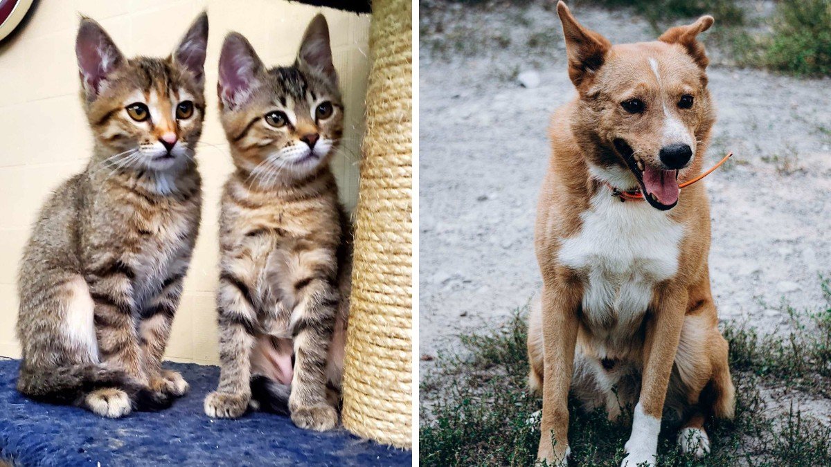 Які кішки та собаки шукають дім у Дніпрі