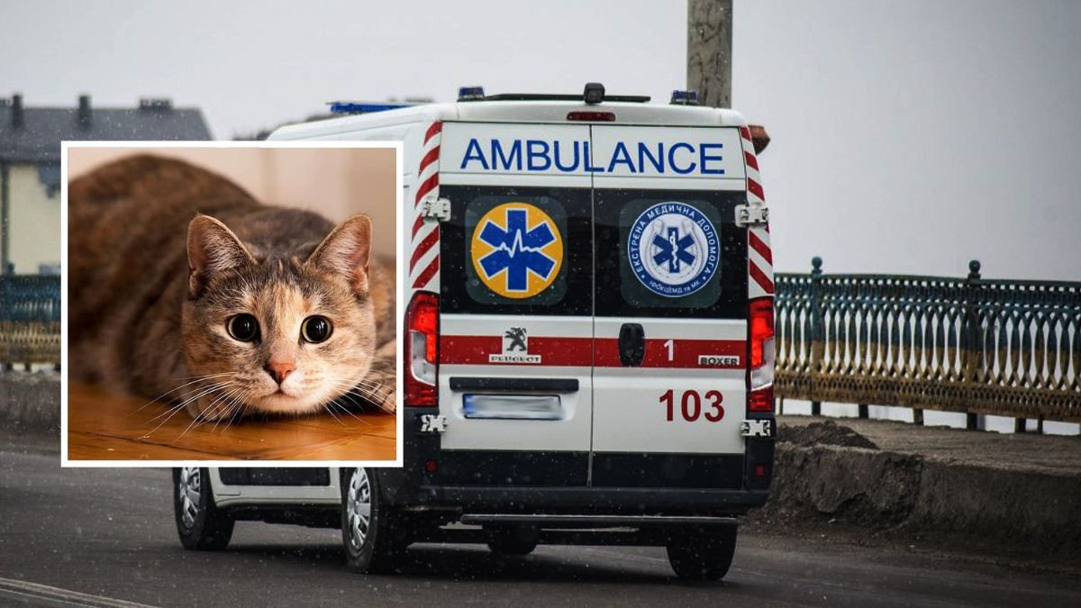 2 рази зупинялося серце: у Дніпрі завдяки кішці врятували життя людині