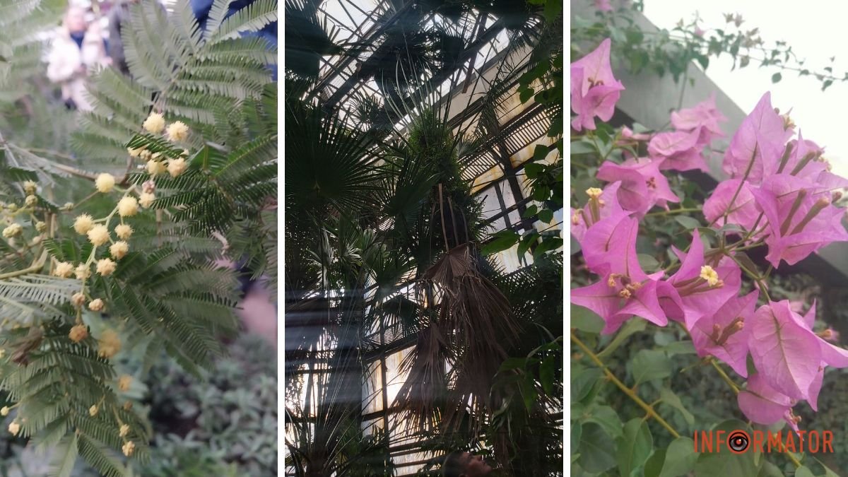 Прогуляться по саду и посетить теплицу: как ботанический сад Днепра будет работать в январе