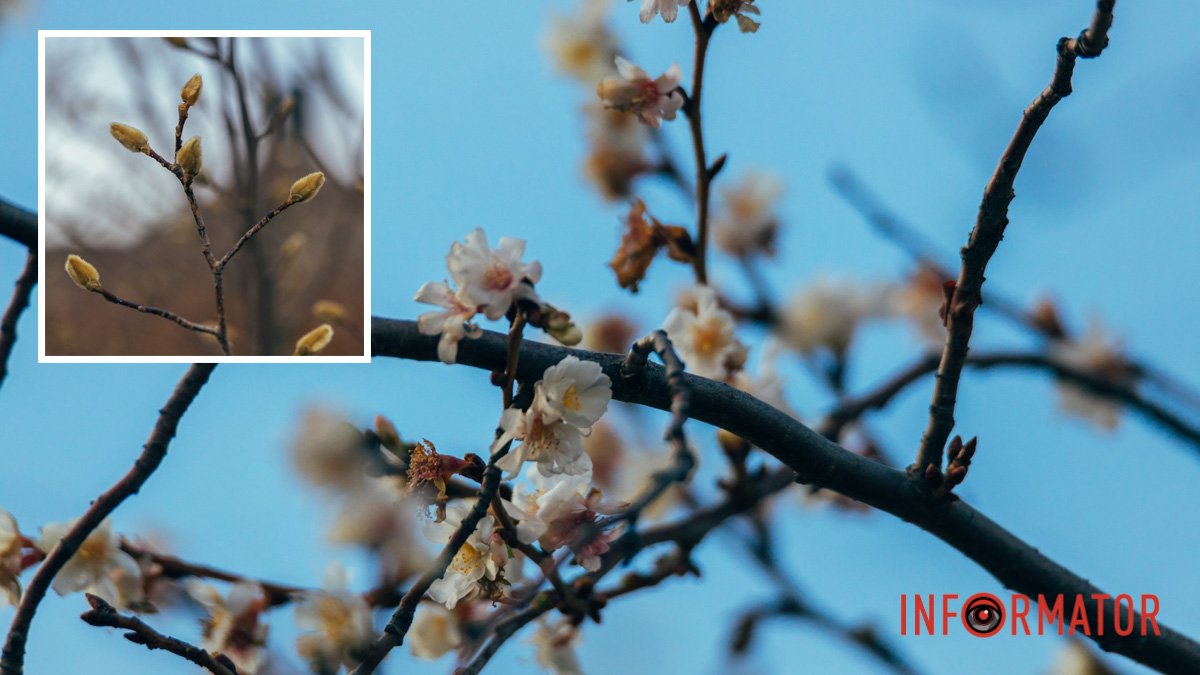 Белые и нежные: в Днепре в январе расцветают сакура и магнолия