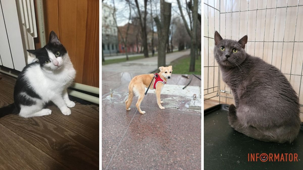 Подаруйте їм свою любов: коти та собаки Дніпра шукають господарів