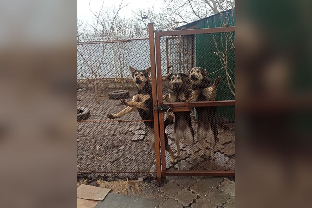 Чудом осталась жива: обломок сбитой ракеты разрушил дом зооволонтерки в  пригороде Днепра. Читайте на UKR.NET