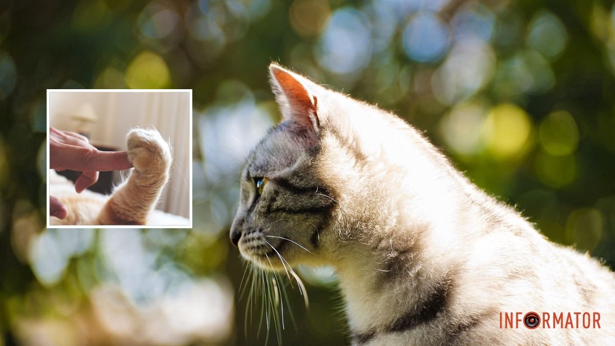 Пробита щока та вибиті зуби: у Дніпрі рятують котика Султанчика з серйозними травмами