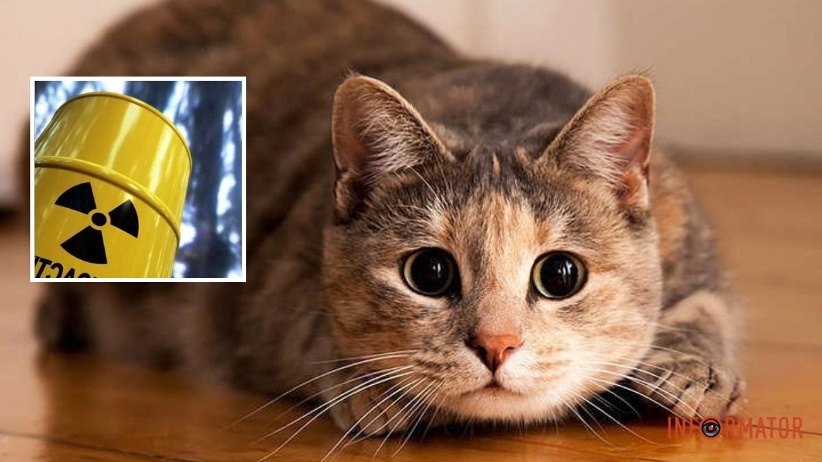 Облили кислотою: у Дніпрі рятують кішечку Мосю з сильними хімічними опіками