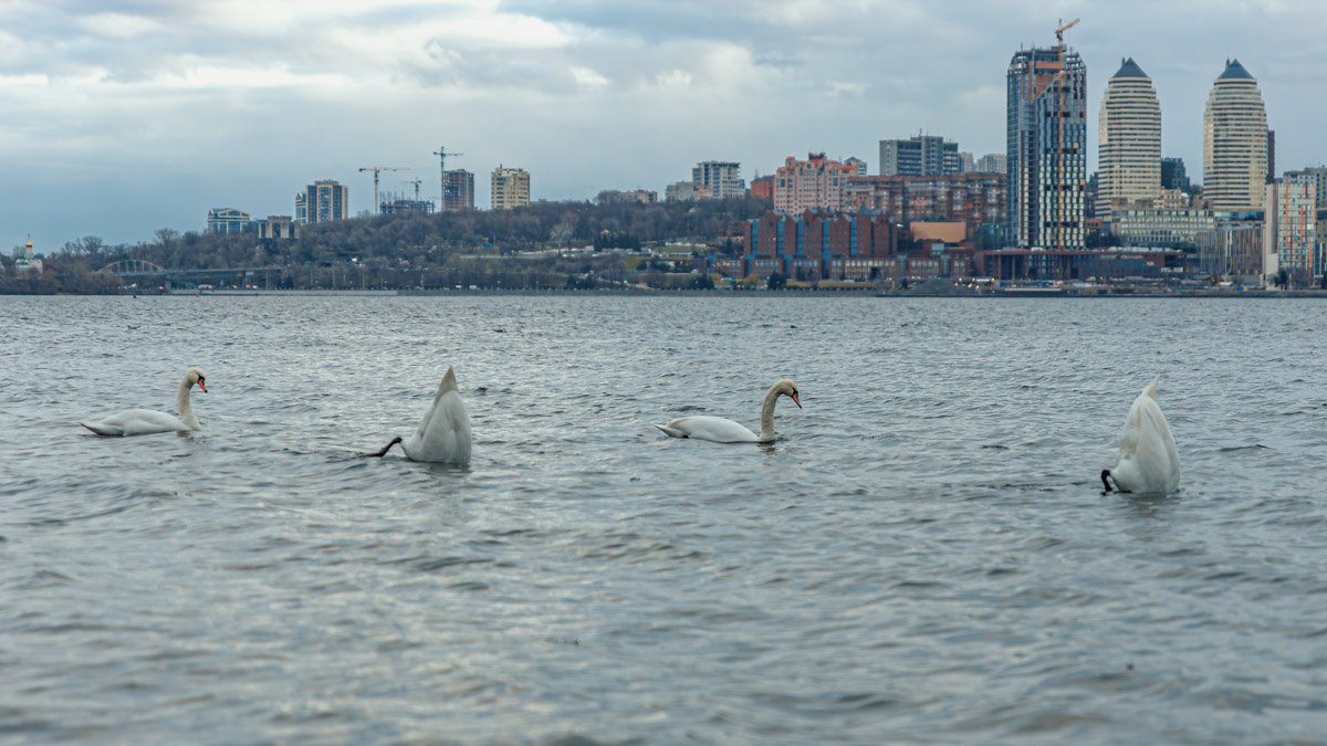 По Дніпру плавала зграя білих лебедів