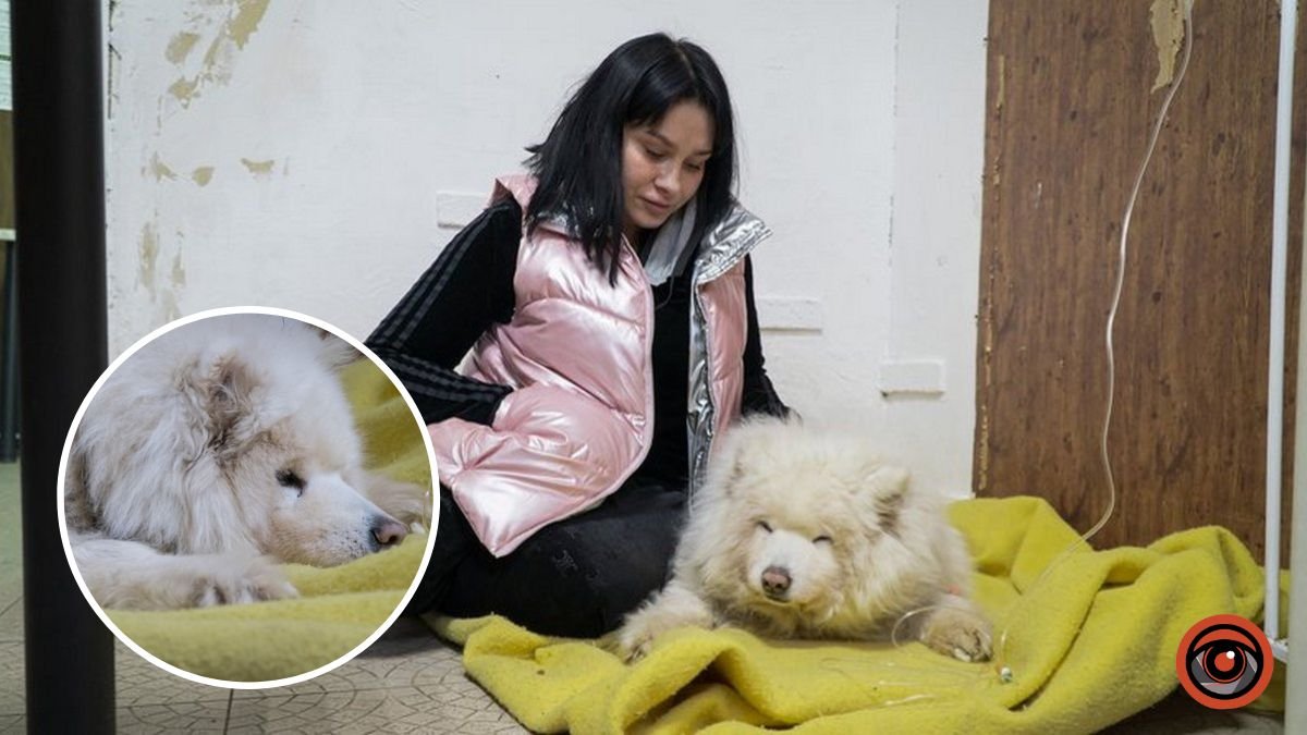 “Тремор и растерянность”: у собаки Снежки произошел инсульт после попадания “Шахеда” по многоэтажке в Днепре