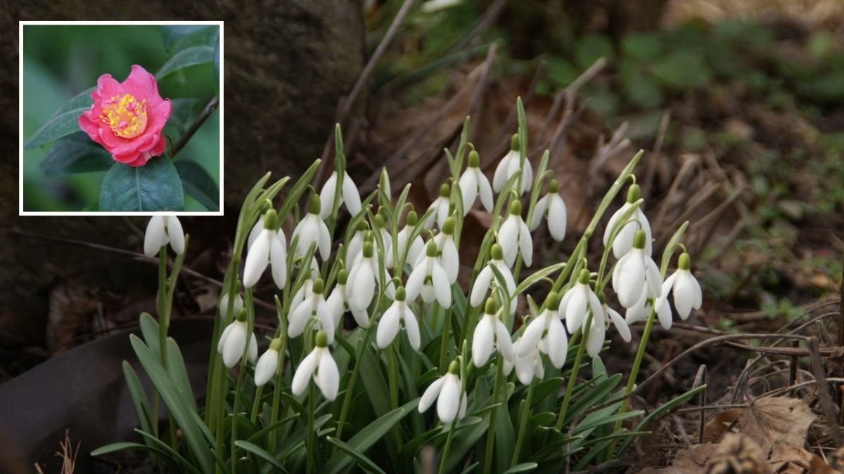 Насолодитись весняною красою: як буде працювати ботанічний сад у Дніпрі у березні