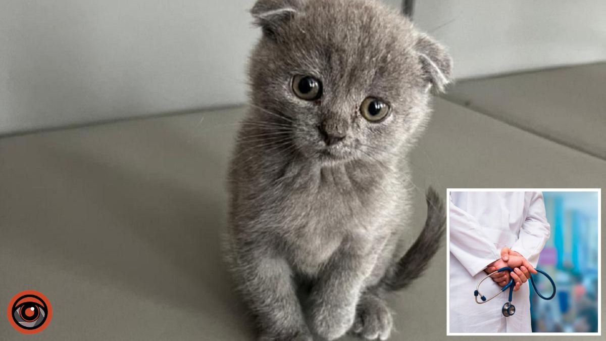 Знайшли на смітнику: у Дніпрі рятують котика з величезною гниючою раною на шиї
