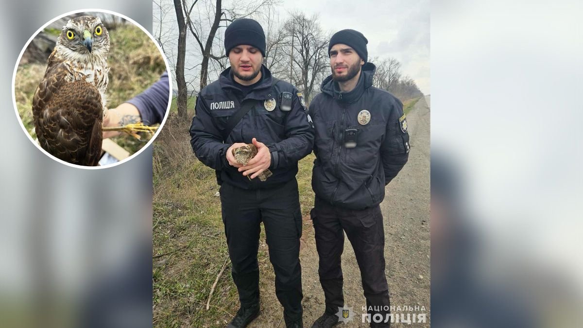 Не мог взлететь: в Днепропетровской области полицейские помогли ястребу со сломанным крылом