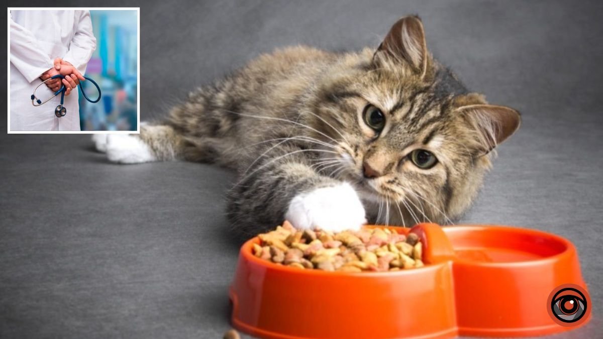 Принесли, чтобы усыпить: в Днепре спасают котика, который 4 дня не ест и не пьет
