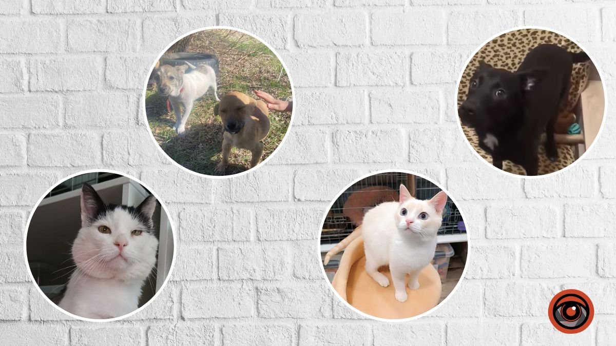 Заботиться и "тигидикаты" вместе: в Днепре собачки и котики ищут любящих хозяев
