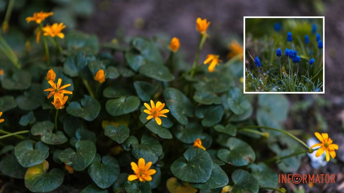 Как живописный ковер: в Днепре в парке Шевченко распустились миниатюрные цветы