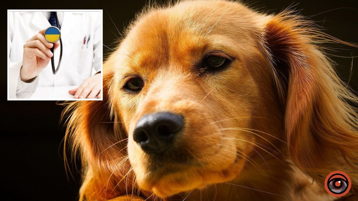 Стікав кров’ю на дорозі: у Дніпрі рятують життя собаки з перерізаним горлом