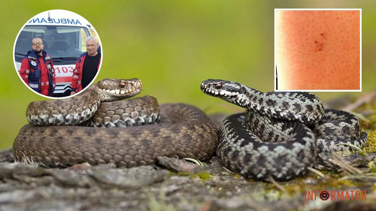 У Дніпропетровській області змія вкусила 26-річну жінку, яка працювала на дачі: її шпиталізували