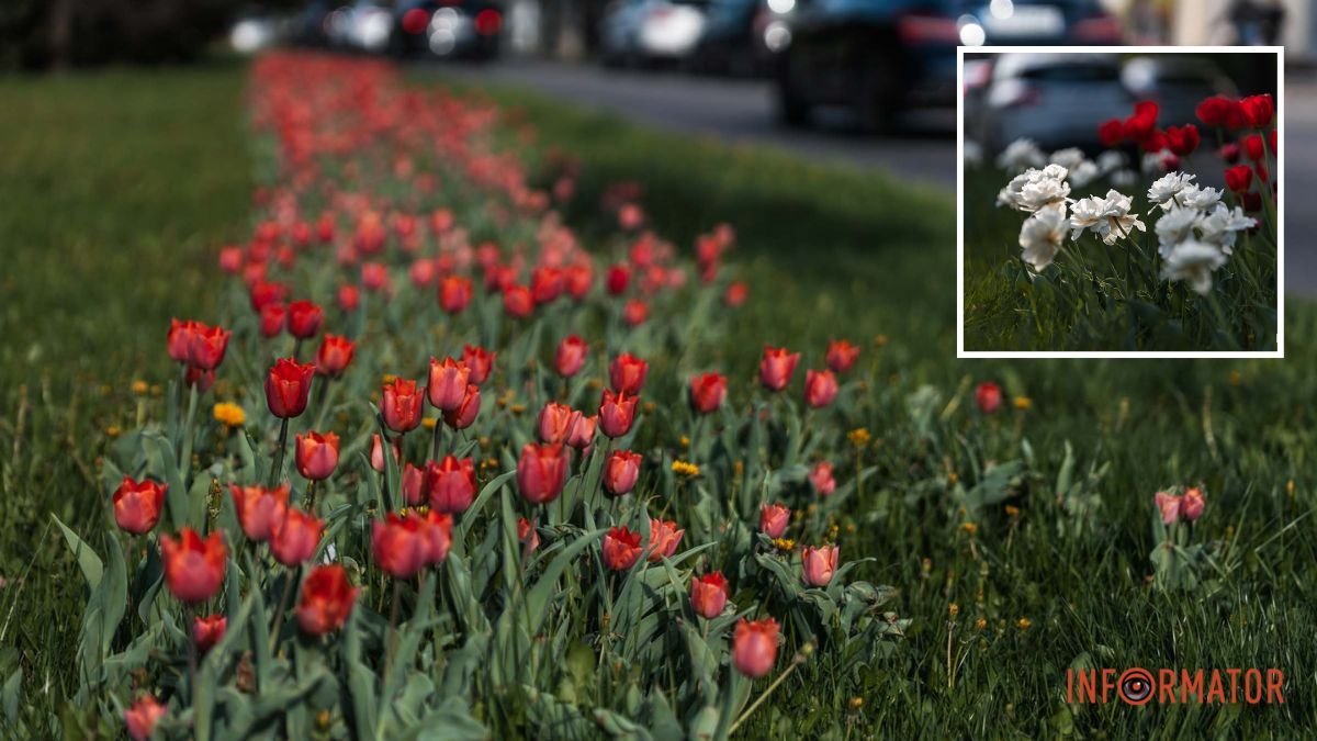 Весна шагает по Днепру: разноцветные тюльпаны зацвели на проспекте Науки в Днепре