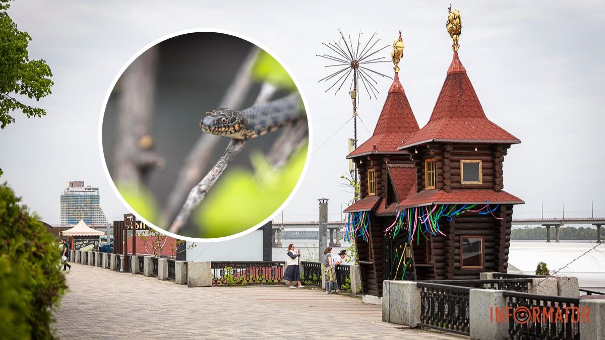 У Дніпрі на Січеславській Набережній бачили змій: як захиститись