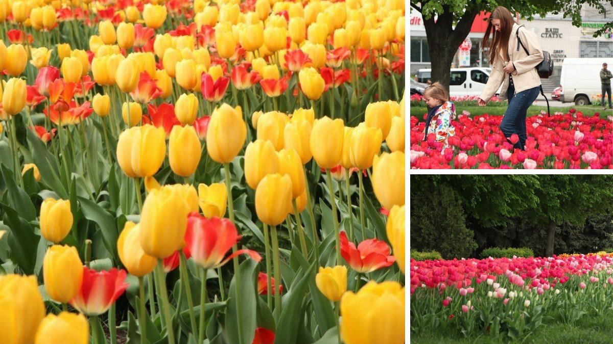 Новые локации с тюльпанами в Днепре: где искать место для красивых фото
