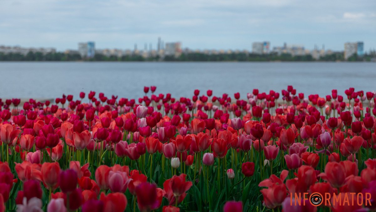 В Днепре на Сечеславской Набережной цветет «море» тюльпанов