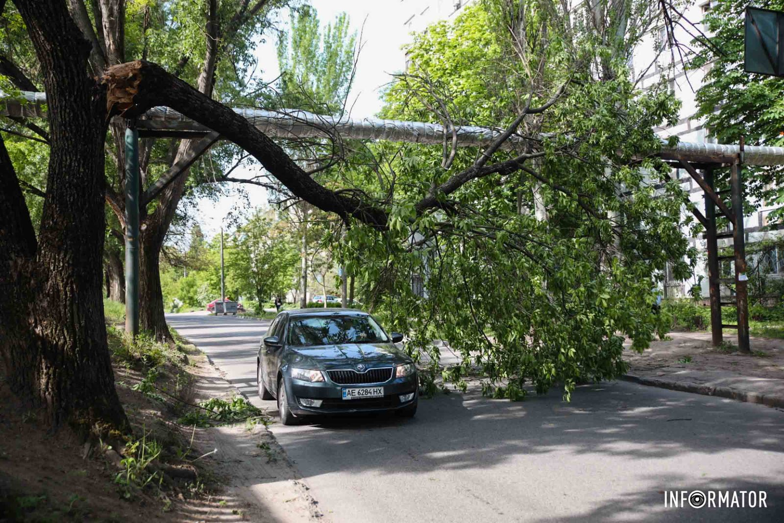 В любой момент могло упасть: в Днепре на Полигонной надломленное дерево  повисло над дорогой. Читайте на UKR.NET