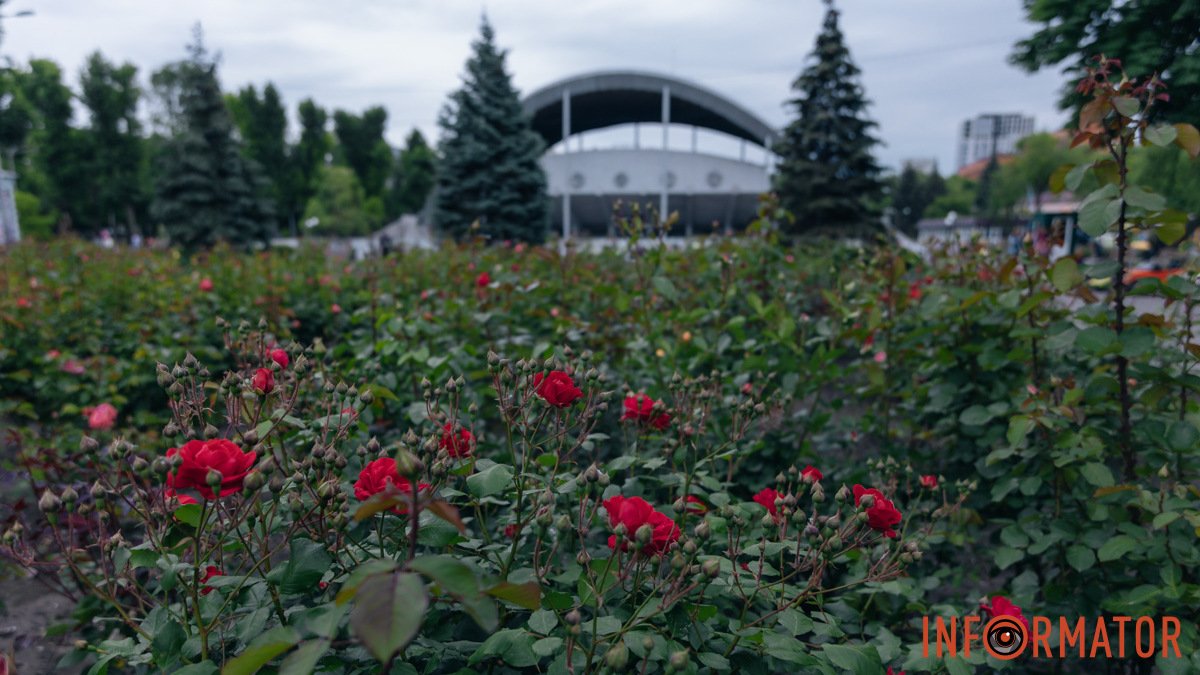 В Днепре в парке Глобы начинает цвести самый большой городской розарий