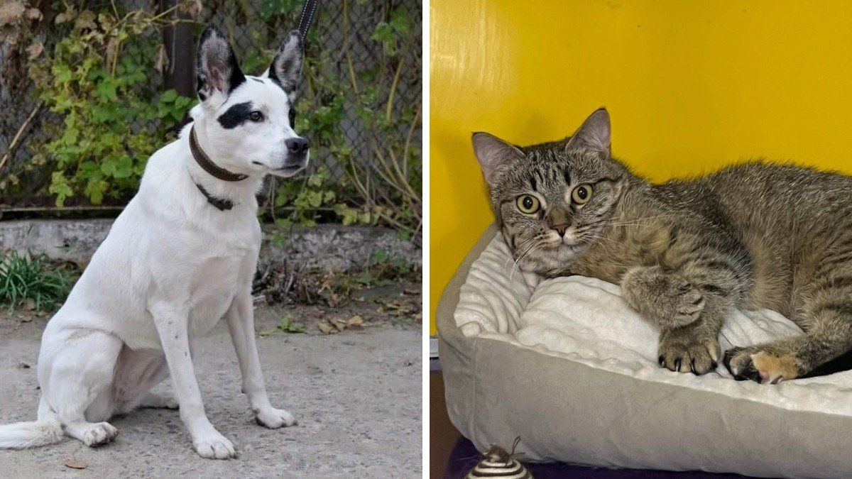 Какие кошки и собаки ищут дом в Днепре