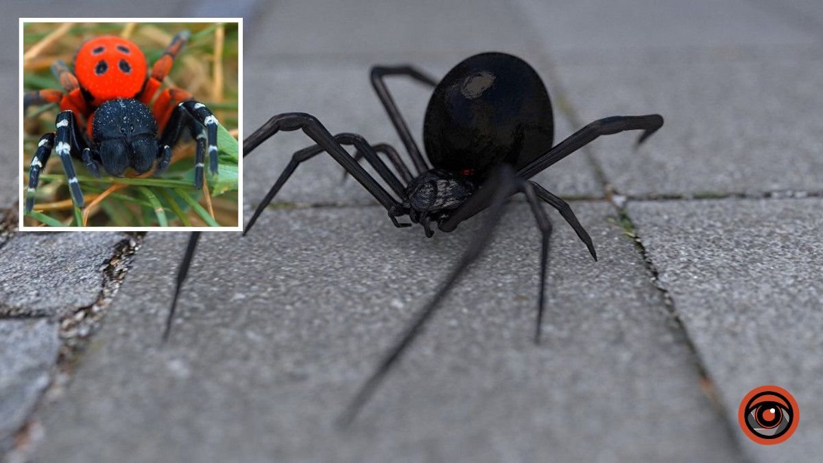 В Днепропетровской области ядовитые пауки кусают людей