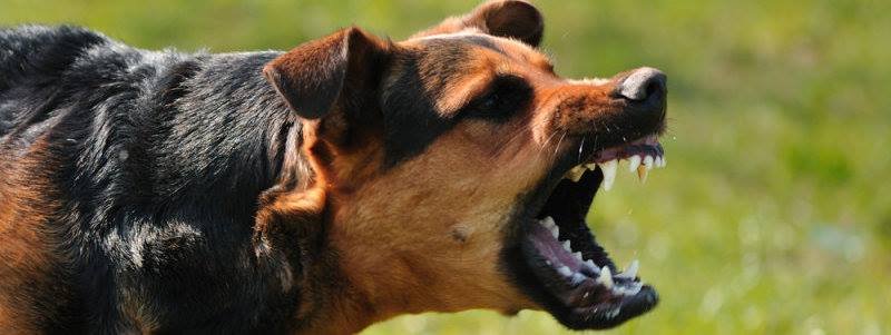 Киеву угрожают бешеные собаки
