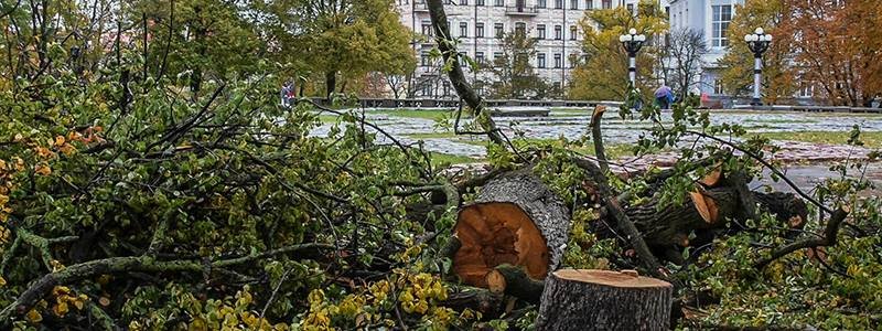 На Андреевском спуске в Киеве спилили 10 деревьев