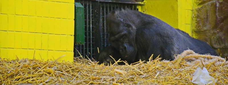 Единственная горилла в Украине приуныла: причины депрессии