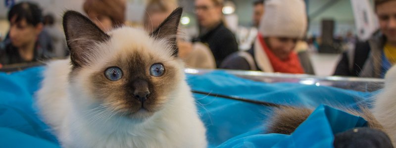 В Киев свезли котиков со всего мира ради авто: как это было