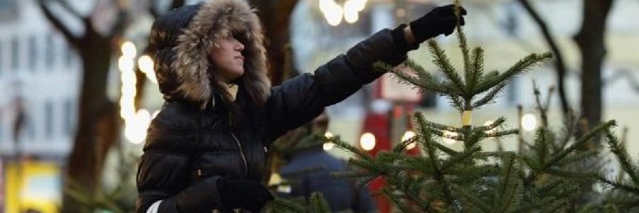 Где и когда можно будет купить елку в Киеве
