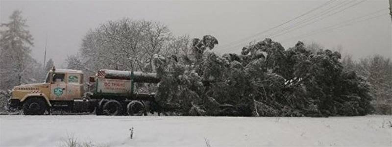 Новогодняя елка зависла на пути в Киев