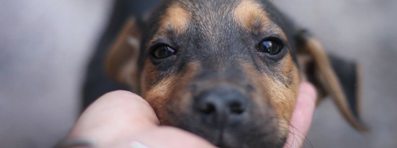 Подарите любовь: какие животные ищут дом в Киеве