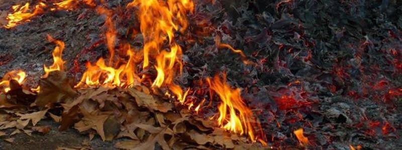 Запрет сжигания листьев в Киеве: чем вредит и куда жаловаться на нарушителя
