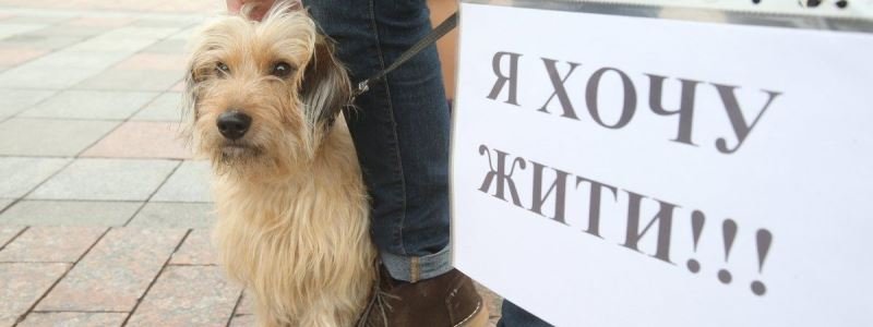 Зоозахисники вийдуть на всеукраїнський марш, аби врятувати тварин