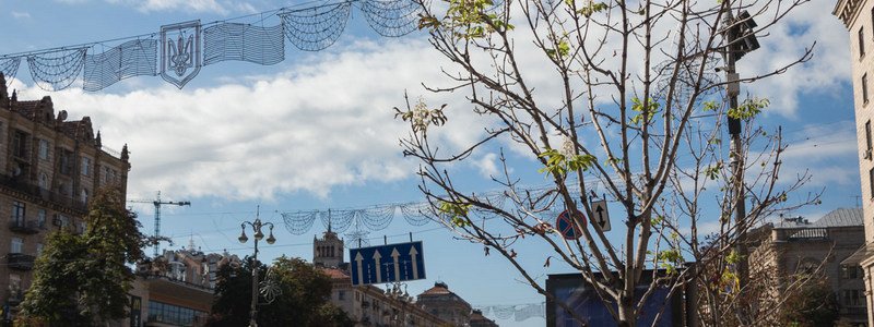 Замена символу Киева: какие деревья появятся на Крещатике вместо каштанов