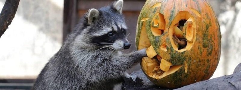Зоопарк устроил Halloween для животных в Киеве: полное расписание