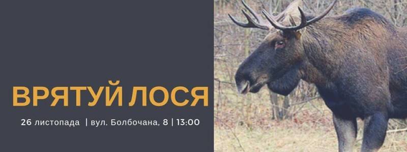 У Києві відбудеться зоозахисна акція "Врятуй лося!"