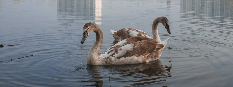 Уникальное явление: в Киеве на озере Тельбин впервые за 50 лет поселилась пара лебедей