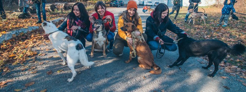 Приют для животных под Киевом: как стать волонтером и подарить любовь