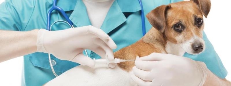 Бесплатная вакцинация от бешенства для животных в Киеве: где сделать прививку своему питомцу