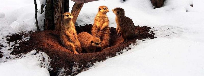 Как в зоопарке Киева животные встречают снежную зиму