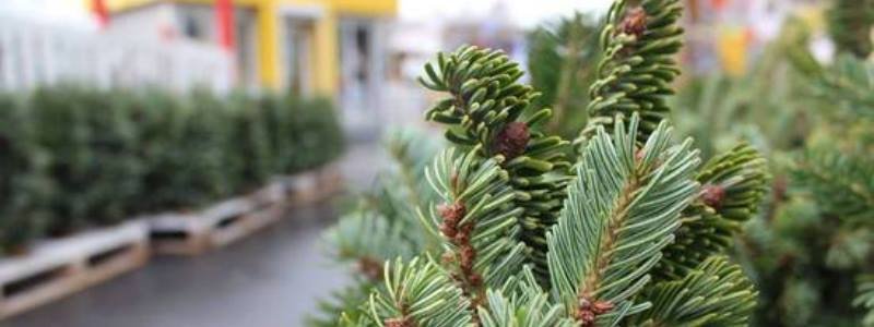 В Киеве начали продавать елки к Новому году: где и почем