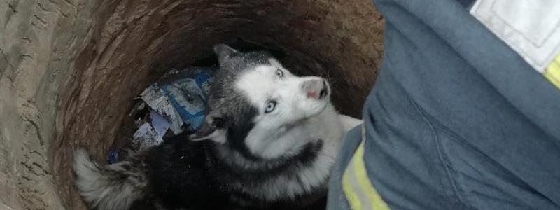 В Киевской области спасатели высвободили истощенного пса из канализации