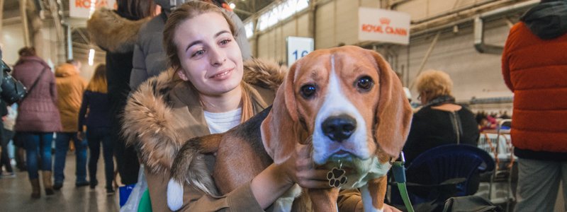 В Киеве на дог-шоу показали самых красивых собак со всей Европы