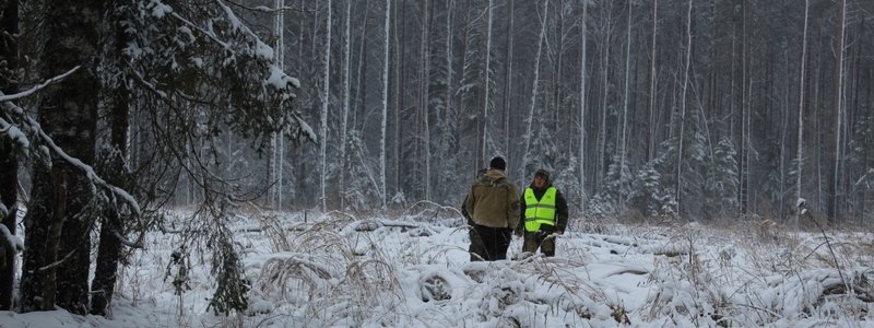 В лесах Киева появилась охрана: что грозит нарушителям за вырубку елок